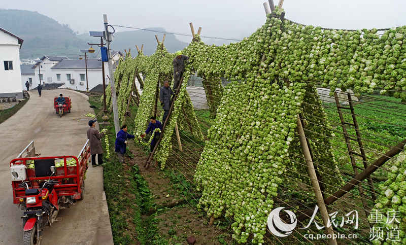 ���ɴ��������^���ڲ˼��������L(f��ng)Óˮ����־��(qi��ng)���S�Ӕz