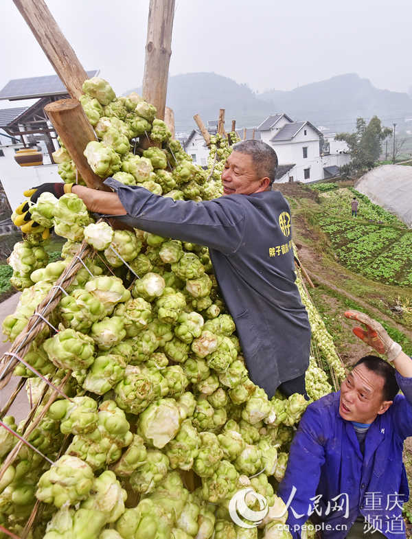 ���ɴ��������^���ڲ˼��������L(f��ng)Óˮ����־��(qi��ng)���S�Ӕz