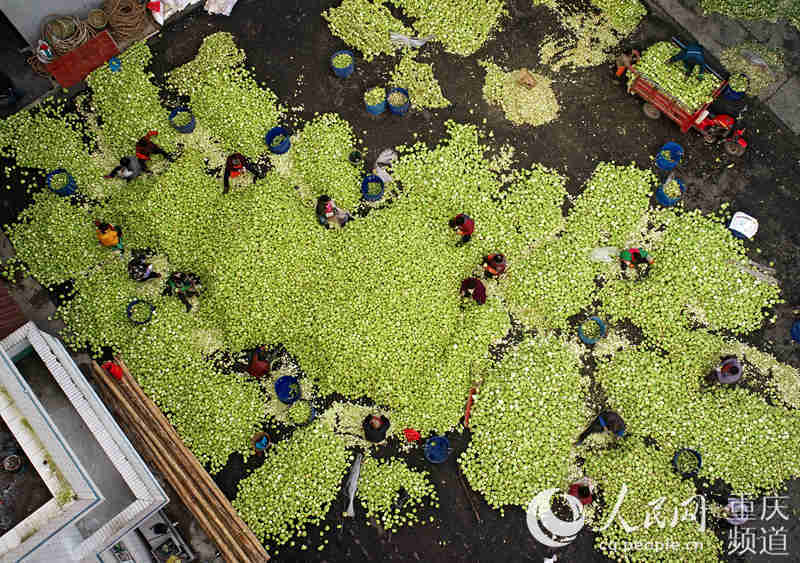 �����տ�������^ȥƤ��������־��(qi��ng)���S�Ӕz