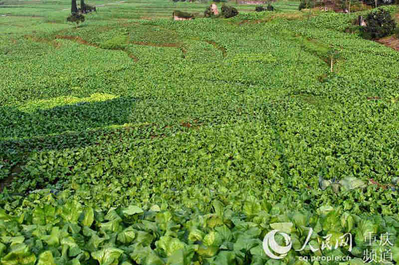 ��Ƭ������^���켾��(ji��)���L(f��ng)����(d��)������־��(qi��ng) �S�� �z