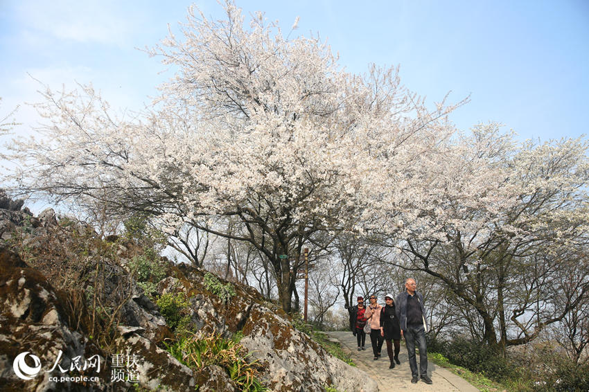 �������������ڻ����g�����ܴ���Ě�Ϣ������W(w��ng) �������z