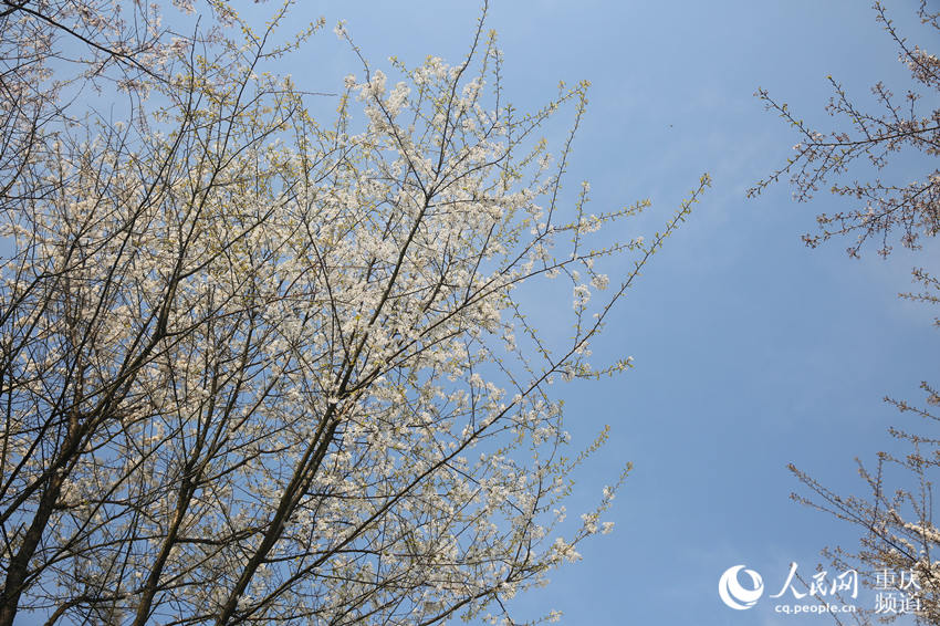 �山�^(q��)��ʢ�(zh��n)����ɽ�f(w��n)��Ұ�ѻ�ӭ���`��������W(w��ng) �������z