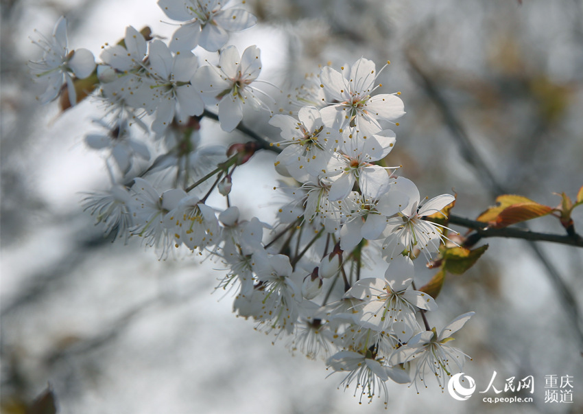 �山�^(q��)��ʢ�(zh��n)����ɽ�f��Ұ�ѻ�ӭ���`��������W(w��ng) �������z