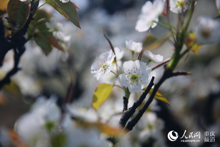 �山�^(q��)�����(zh��n)��ţƺ���f(w��n)���滨��(j��ng)��`��������W(w��ng) �������z