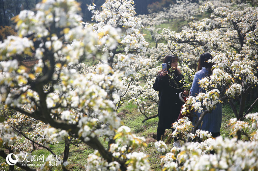 �������山�����ţƺ���滨��������������W(w��ng) �������z