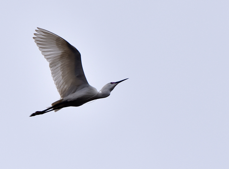 �w��İ��Q�� �S�Ӕz