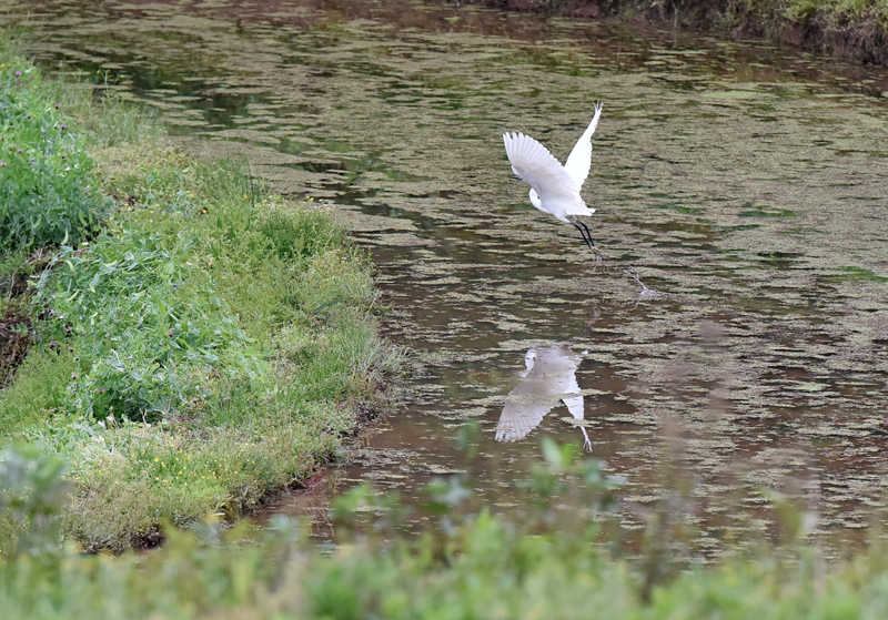 ��ˮ��Ғʳ�İ��Q�� �S�Ӕz