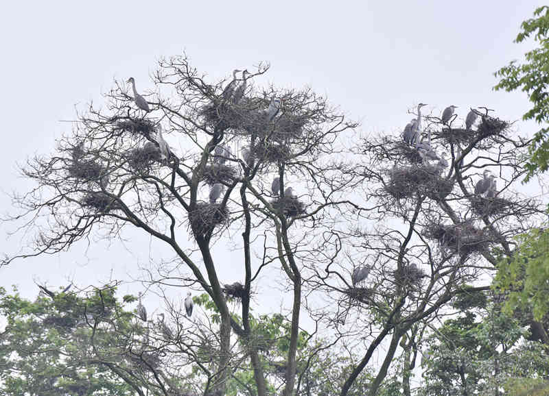 һ�Ø��ϗ�Ϣ�˔�(sh��)ʮֻ���Q���S�Ӕz