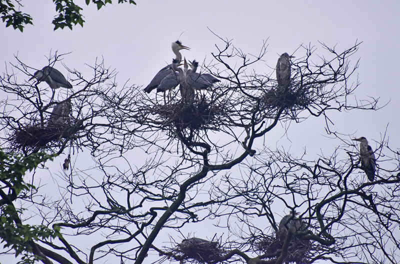 ��Ϣ���B�����S�Ӕz 