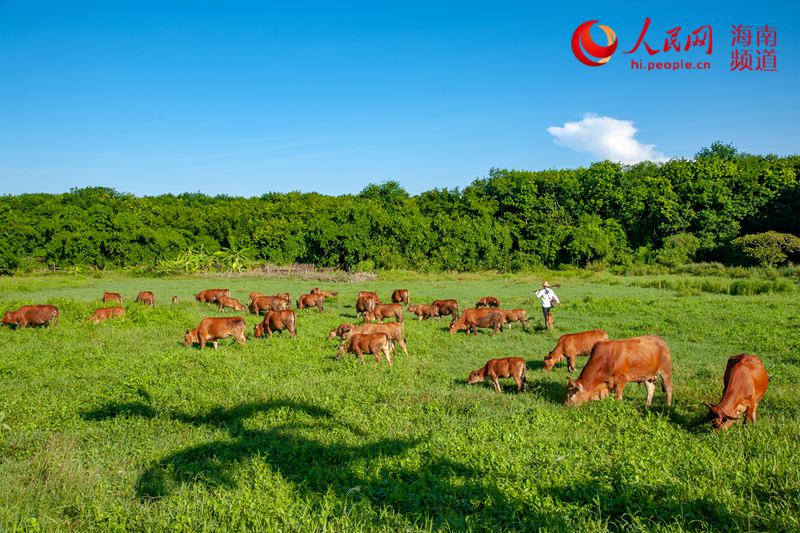 ����ʯ�ݴ�������