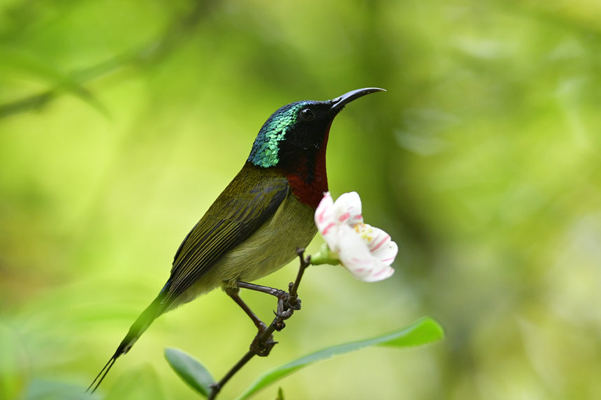 ��ɽֲ��@��(n��i)�Ĕz���ĸ��N�B�����Ă��z