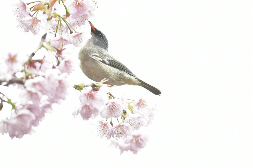 ��ɽֲ��@��(n��i)�Ĕz���ĸ��N�B(ni��o)�����Ă��z