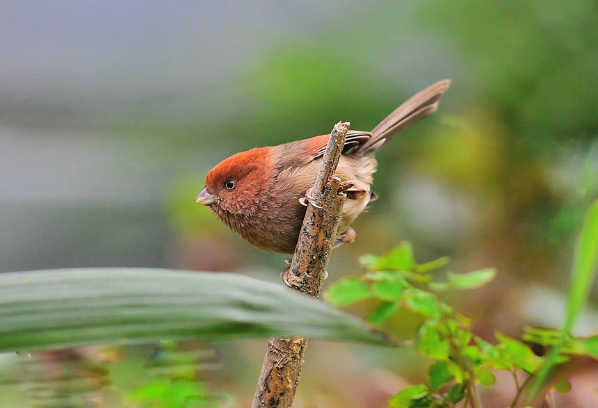 ��ɽֲ��@��(n��i)�Ĕz���ĸ��N�B(ni��o)�����Ă��z