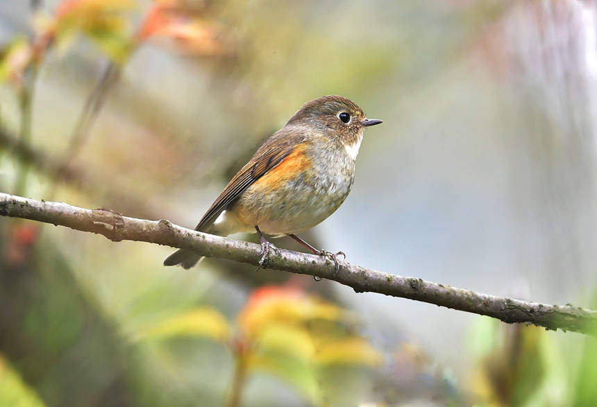 ��ɽֲ��@��(n��i)�Ĕz���ĸ��N�B(ni��o)�����Ă��z