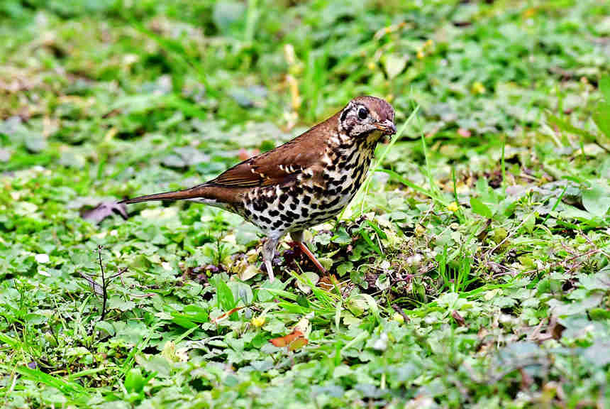 ��ɽֲ��@��(n��i)�Ĕz���ĸ��N�B�����Ă��z