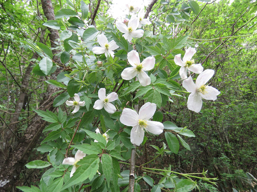 �ؑc�l(f��)�F(xi��n)ֲ������N����Ϫ�F��ɏ�����H��Ϫ�зֲ����ؑcꎗl�X��(gu��)�Ҽ�(j��)��Ȼ���o(h��)�^(q��)�����ֹ��D