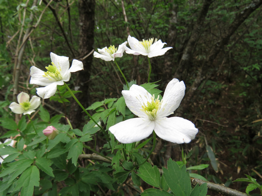 �ؑc�l(f��)�Fֲ������N����Ϫ�F��ɏ�����H��Ϫ�зֲ����ؑcꎗl�X���Ҽ���Ȼ���o�^(q��)�����ֹ��D