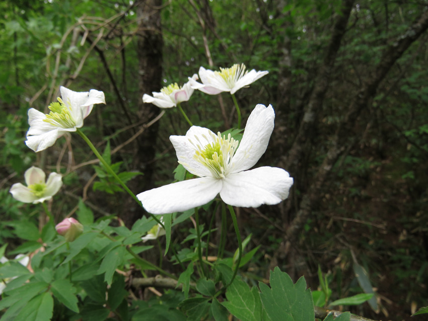 �ؑc�l(f��)�F(xi��n)ֲ������N����Ϫ�F��ɏ�����H��Ϫ�зֲ����ؑcꎗl�X��(gu��)�Ҽ�(j��)��Ȼ���o(h��)�^(q��)�����ֹ��D