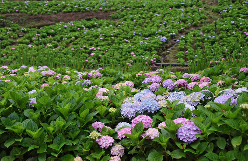 ��Ұ���C���Wҫ�������S�Ӕz