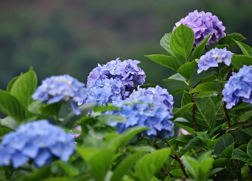 �C���_�����G���S�Ӕz