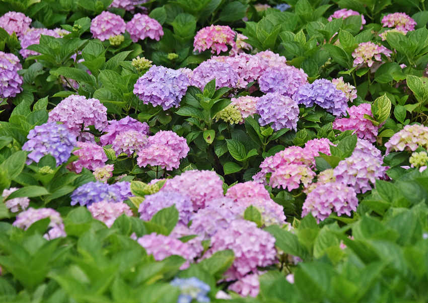 �C���_�����G���S�Ӕz