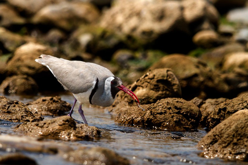 �q�������ؑc�ǿڿh�����ؑc���֘I(y��)�ֹ��D