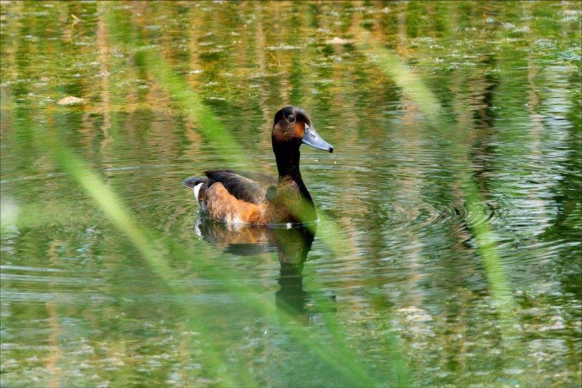 ���^�������ؑc�_�ݝh�S�������ؑc���֘I(y��)�ֹ��D