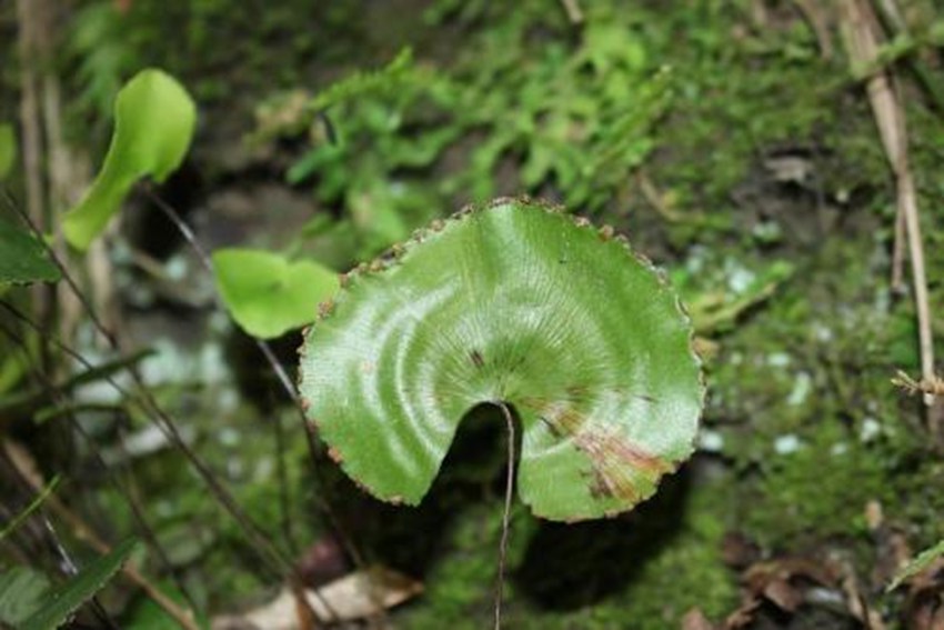 ���{��(k��)�^(q��)���ОlΣֲ����~�F��(xi��n)ާ���ؑc���֘I(y��)�ֹ��D