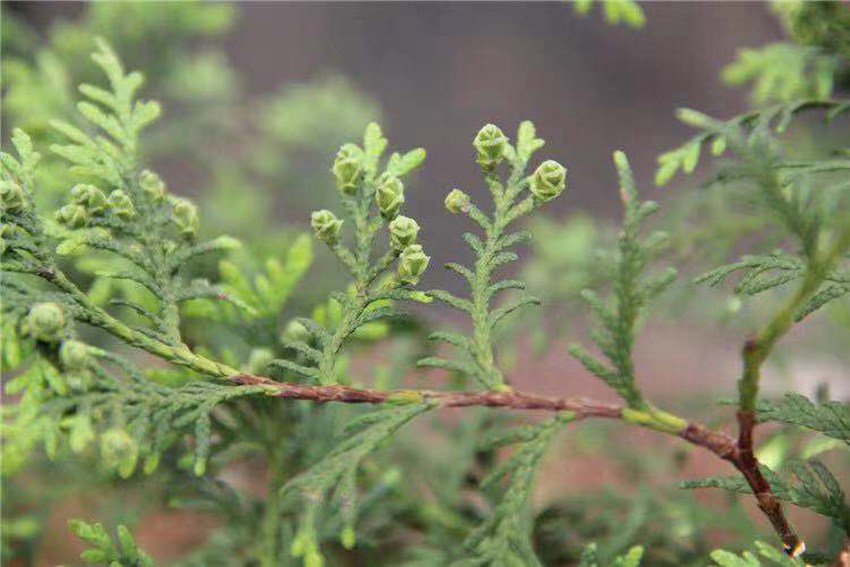 ������Ȼ���o(li��n)�ˣ�IUCN���О��ќ�^���N�Ї�����ֲ��֮һ���°ء��ؑc���֘I(y��)�ֹ��D