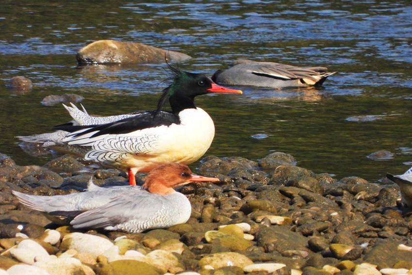 ���A��ɳ�����ؑc�������ؑc���֘I(y��)�ֹ��D