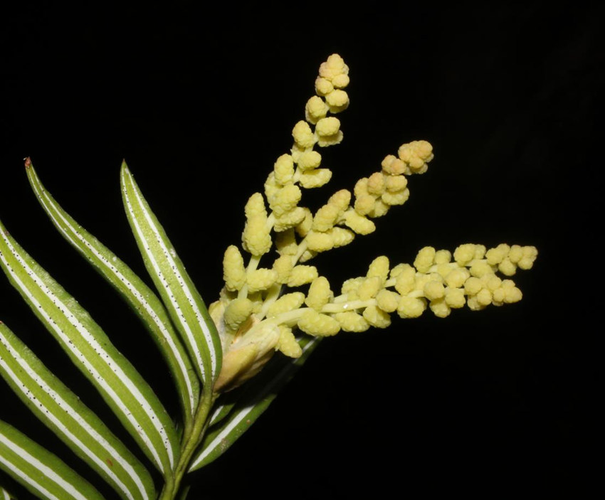 �뻨ɼ���ؑcꎗl�X���Ҽ���Ȼ���o�^(q��)�����ֹ��D