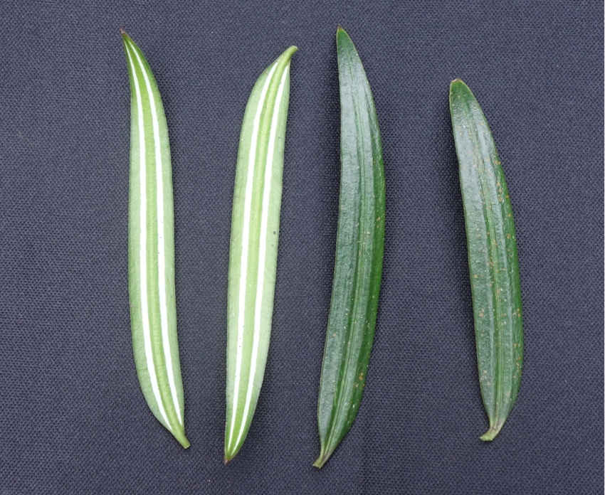 �뻨ɼ���ؑcꎗl�X���Ҽ���Ȼ���o�^(q��)�����ֹ��D