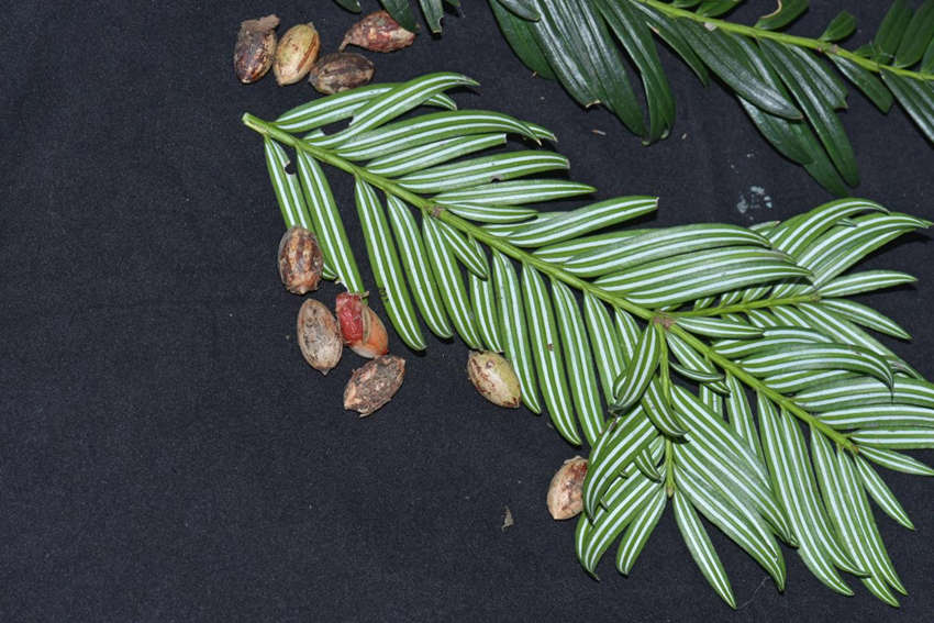 �ؑcꎗl�X�l(f��)�F(xi��n)1.6�|��ǰֲ��ʯ���뻨ɼ���ؑcꎗl�X��(gu��)�Ҽ�(j��)��Ȼ���o(h��)�^(q��)�����ֹ��D