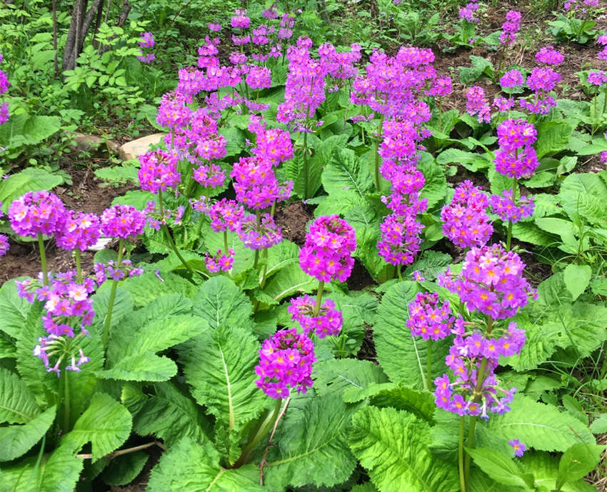 ���ؑcꎗl�X��(gu��)�Ҽ�(j��)��Ȼ���o(h��)�^(q��)�l(f��)�F(xi��n)�Ĵ��|���_(t��i)��(b��o)�����ư�܊�z