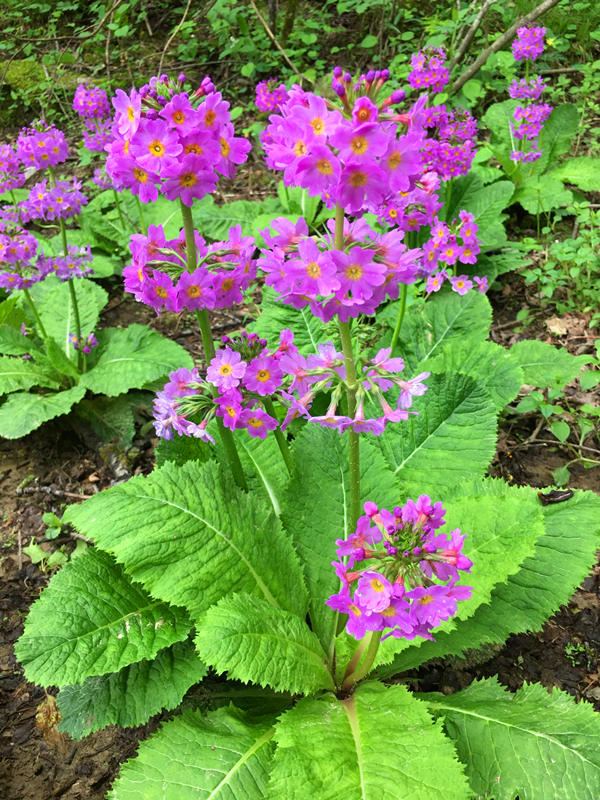 ���ؑcꎗl�X���Ҽ�(j��)��Ȼ���o(h��)�^(q��)�l(f��)�F(xi��n)�Ĵ��|���_(t��i)��(b��o)�����ư�܊�z