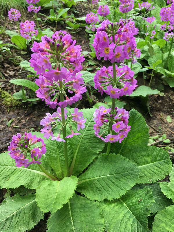 ���ؑcꎗl�X���Ҽ���Ȼ���o(h��)�^(q��)�l(f��)�F(xi��n)�Ĵ��|���_��(b��o)�����ư�܊�z