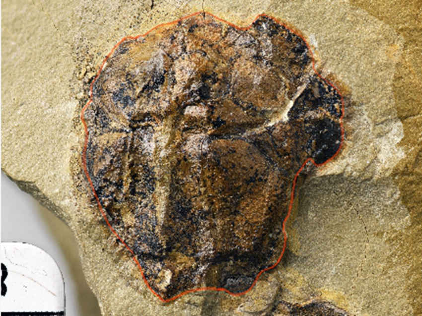 �����M�~�����߅���~����ʯ���ؑc��Ҏ(gu��)������Ȼ�YԴ�ֹ��D