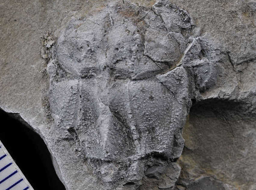 �����M�~�����߅���~����ʯ���ؑc��Ҏ(gu��)������Ȼ�YԴ�ֹ��D