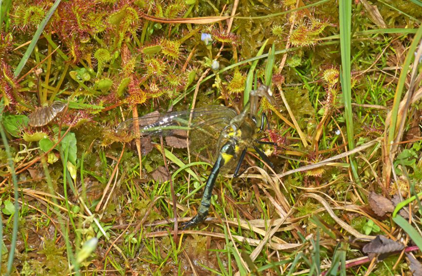 �A�~é��˲�ʳ���ѡ��ؑc�������Ҽ���Ȼ���o(h��)�^(q��)����̎���D