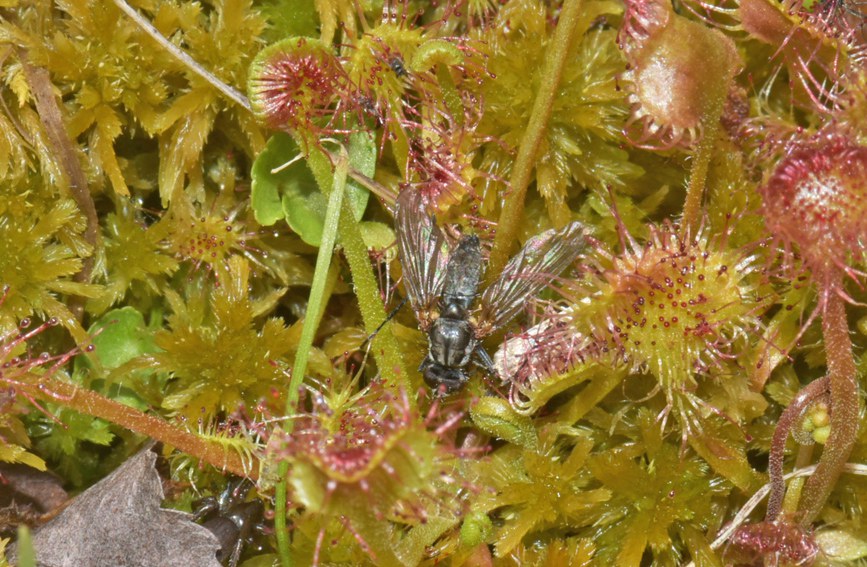 �A�~é��˲�ʳ�nω���ؑc�������Ҽ���Ȼ���o(h��)�^(q��)����̎���D