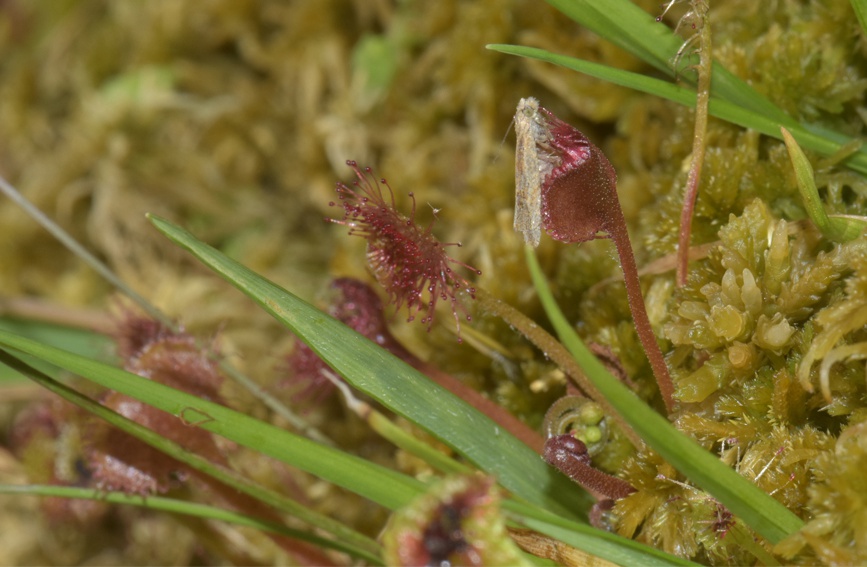 �A�~é��˲�ʳ������ؑc�������Ҽ���Ȼ���o(h��)�^(q��)����̎���D