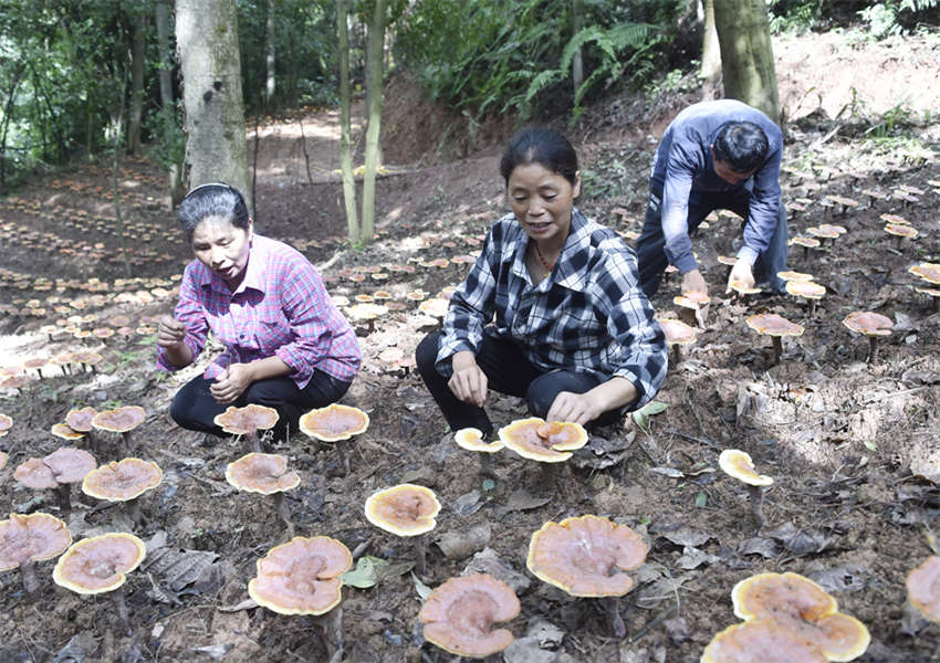 �����������`֥��������~���S�Ӕz