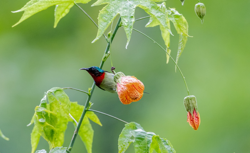 ��β̫�(y��ng)�B(ni��o)���ؑc���ϴ��^(q��)���ɽ���¾��^(q��)���g���衱������������z