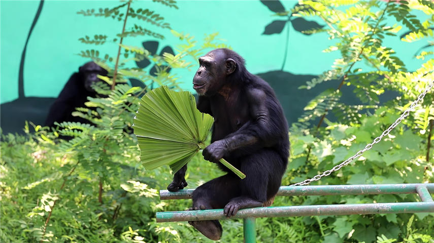 �������������Ƚ���������ɽ� �z