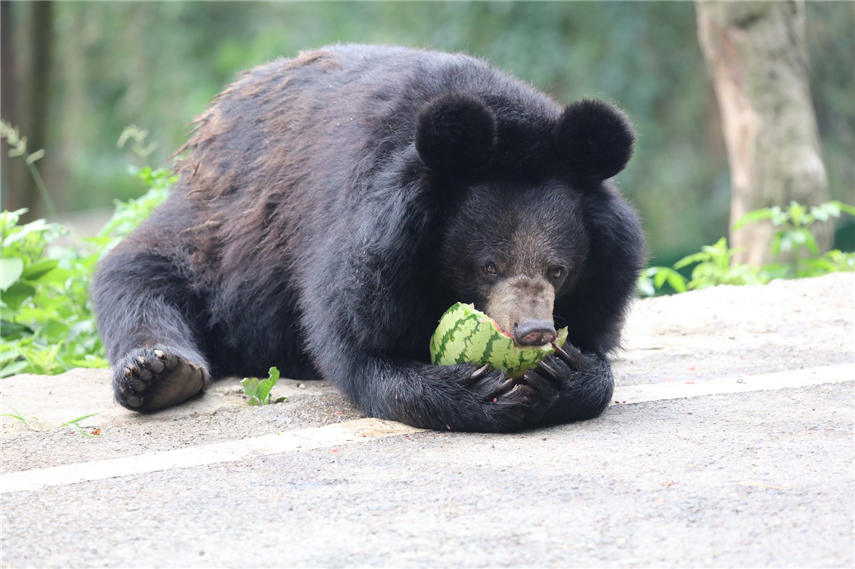 ���ܴ�ڳԹϣ��B��Ƥ����ʣ�����ɽ� �z