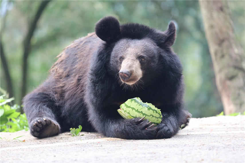 ���ܴ�ڳԹϣ��B��Ƥ����ʣ�����ɽ� �z