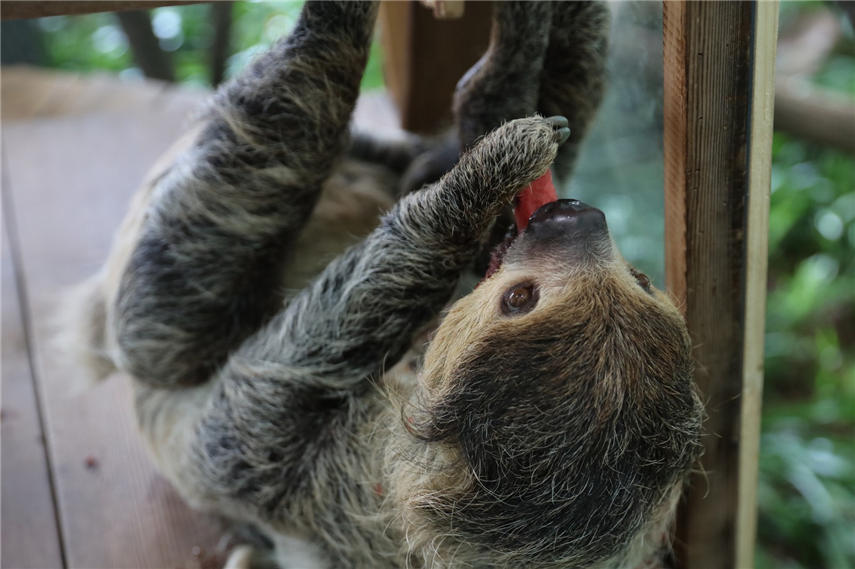 樹懶躺在空調(diào)室內(nèi)還需要飼養(yǎng)員喂到嘴里。王成杰 攝