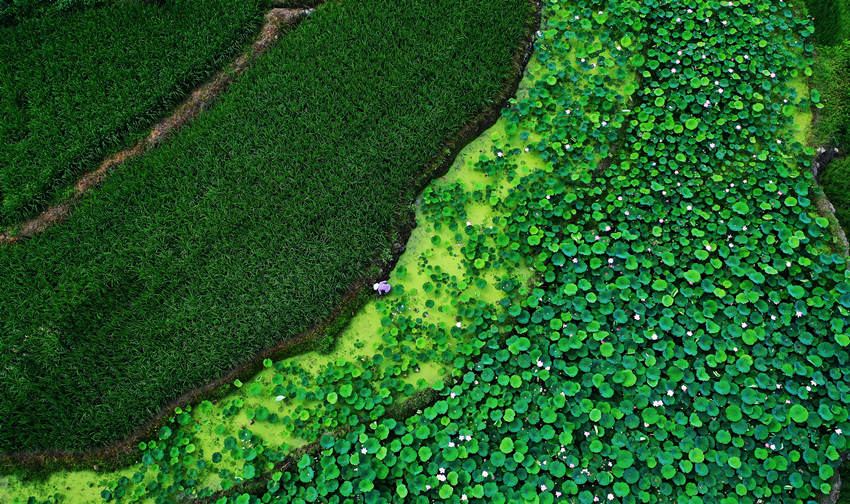 �ؑc��ˮ��Ϫ�l(xi��ng)Ф�Ҝϴ��Ƭ�ĺ����c������ӳ��Ȥ����Ψ�z