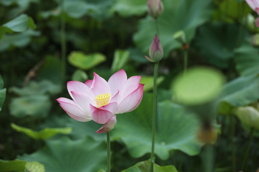 ʢ�_�ĺɻ�����Ψ�z