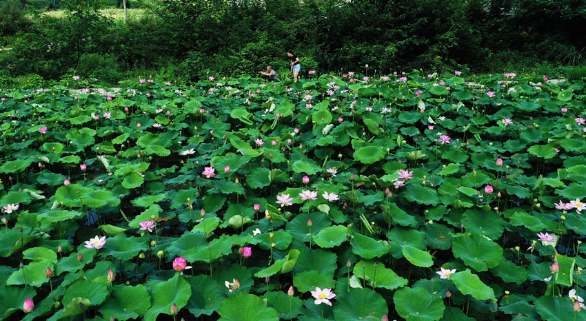 �ο��ں���߅��������Ψ�z